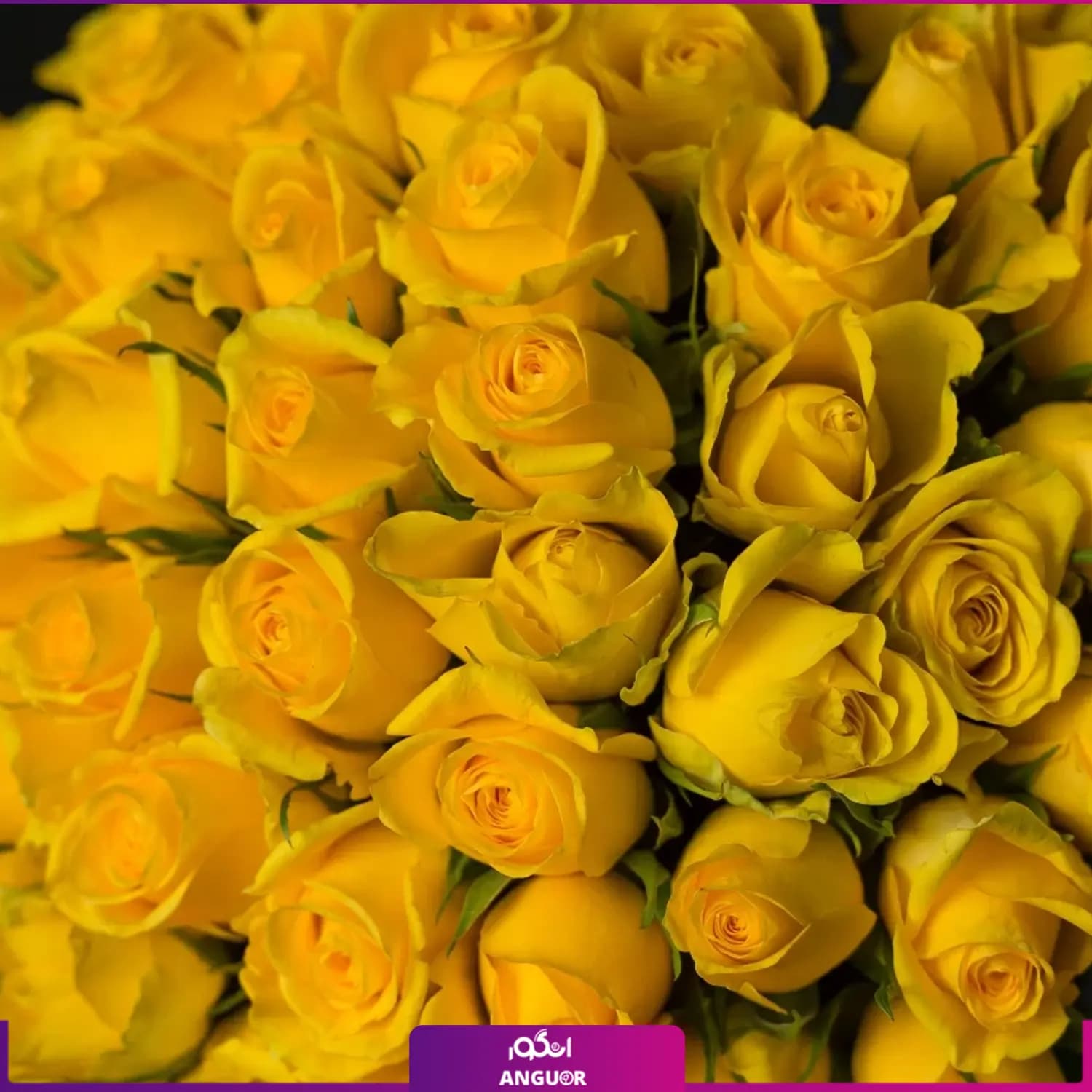 دسته گل رز زرد 55 شاخه 40 سانتی — تصویر ۴