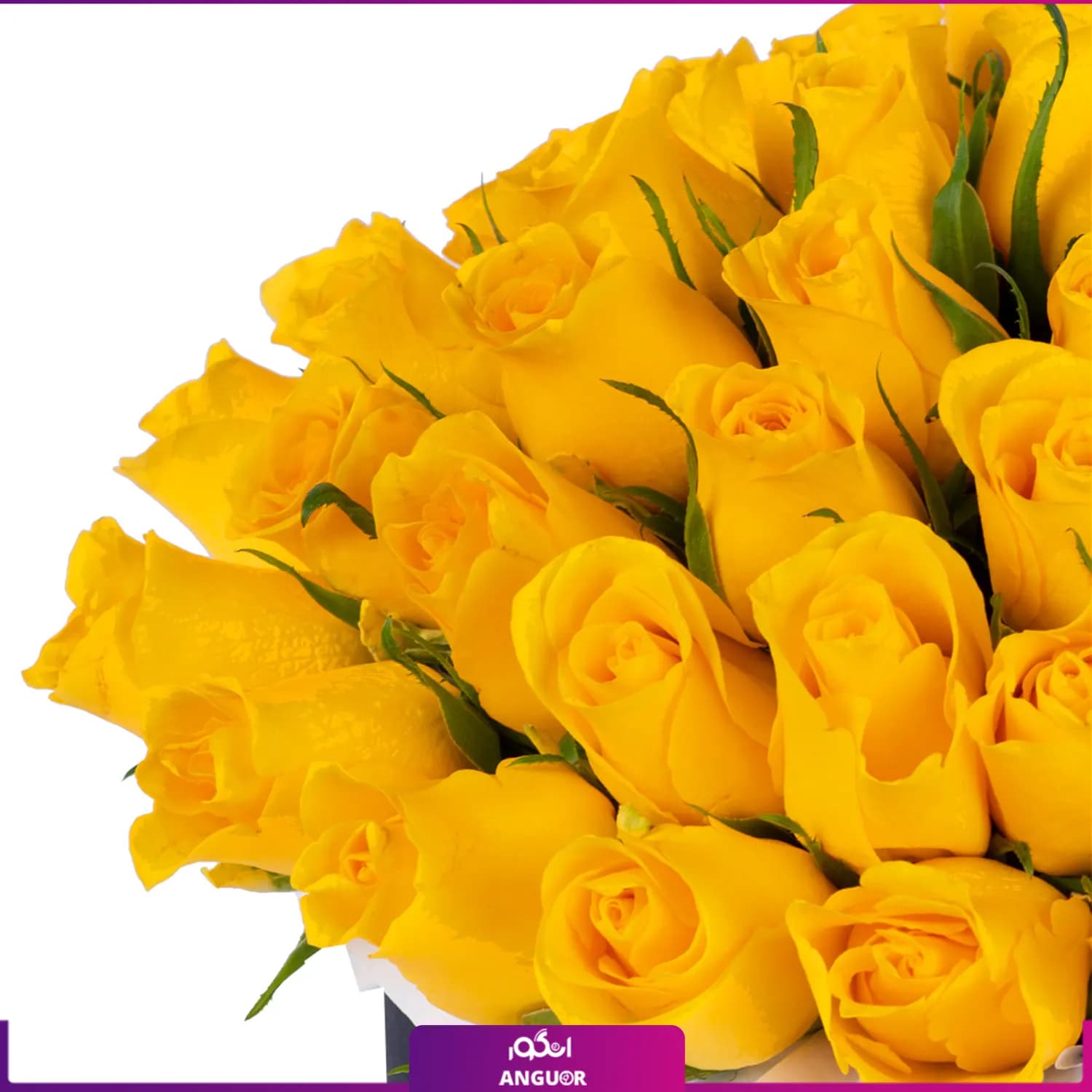 باکس گل رز زرد 51 شاخه — تصویر ۴