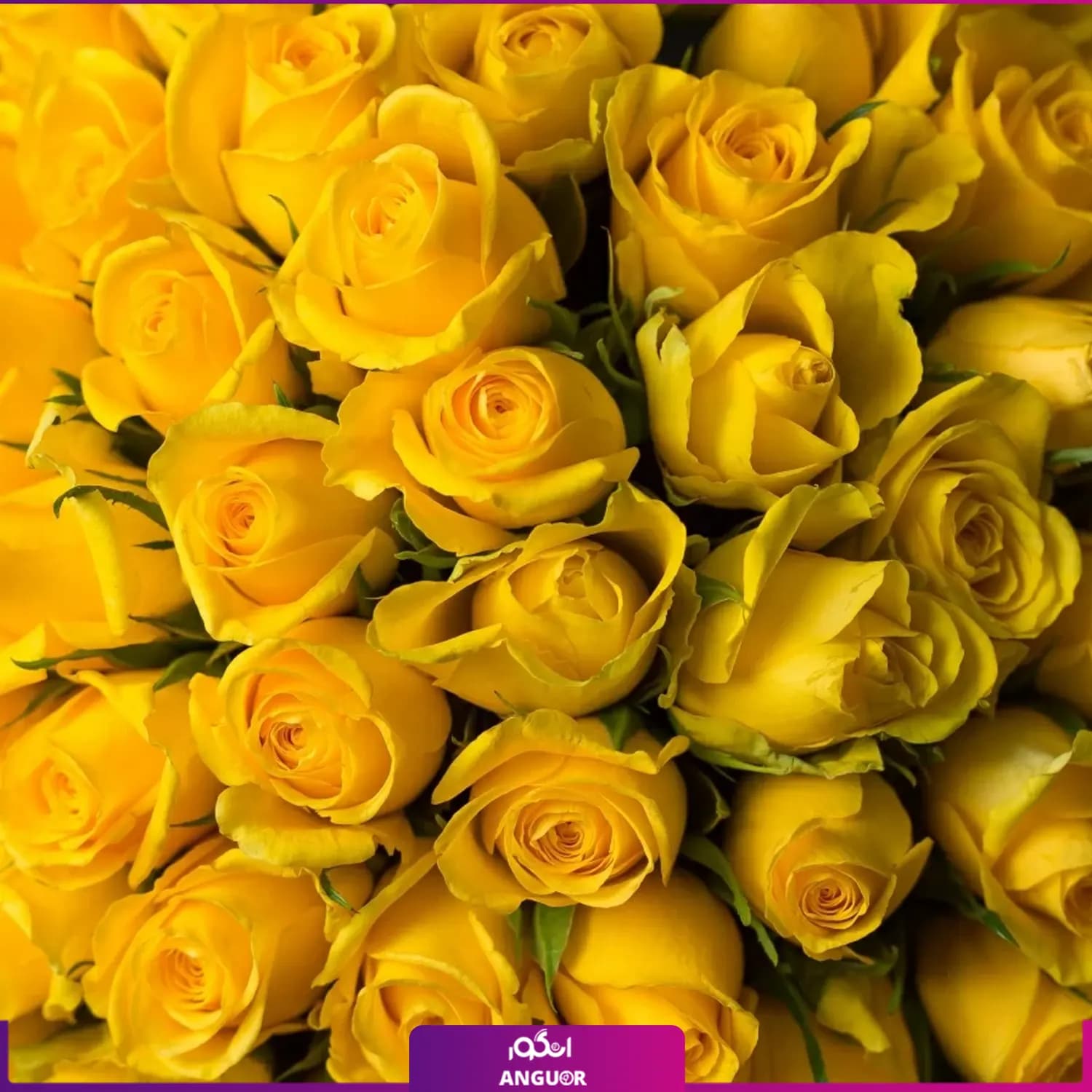 دسته گل رز زرد بدون تزیین 51 شاخه — تصویر ۴