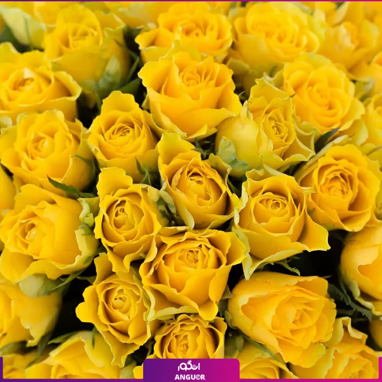 دسته گل رز زرد 101 شاخه — تصویر ۴