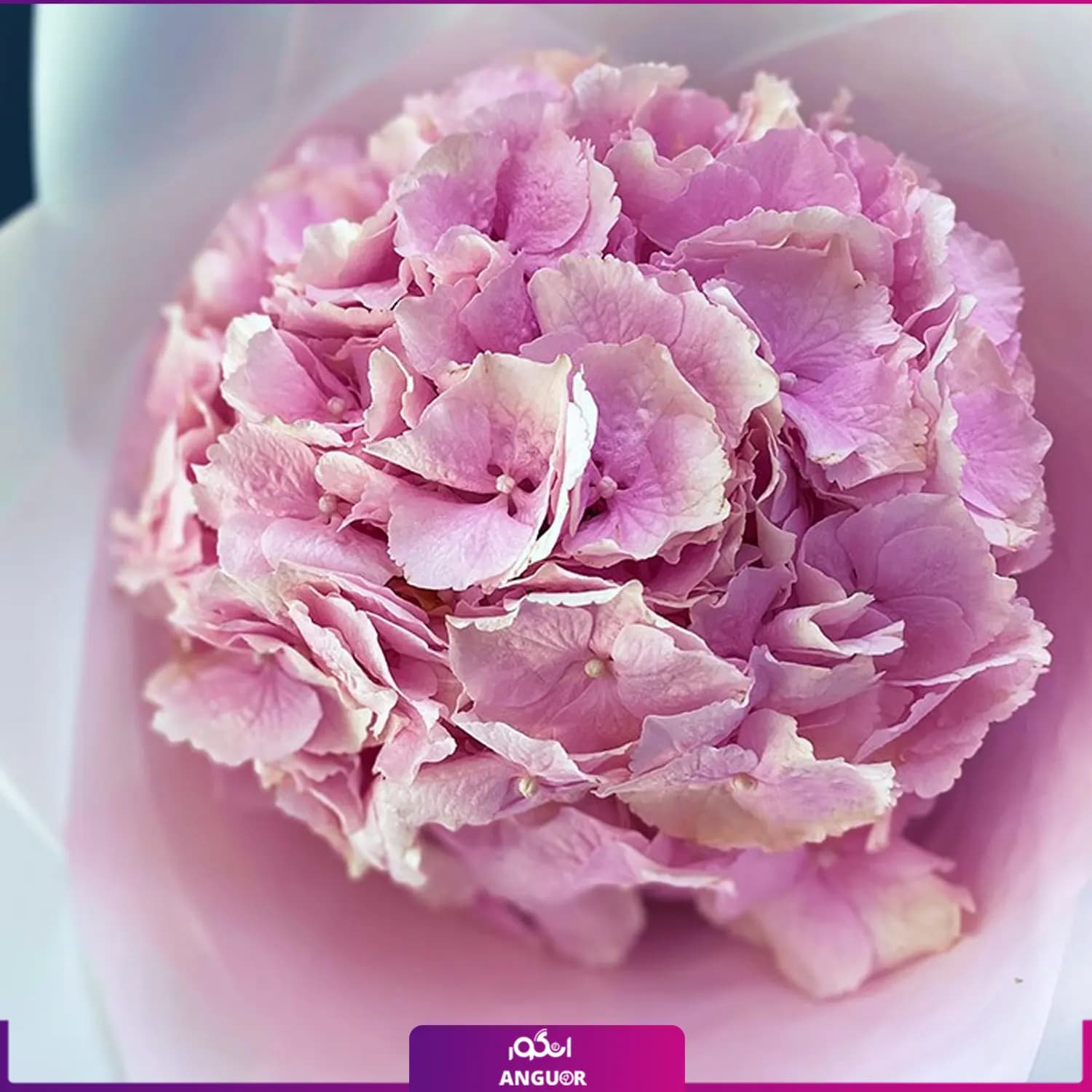دسته گل تک شاخه ادریسی (هورتانسیا صورتی) — تصویر ۲