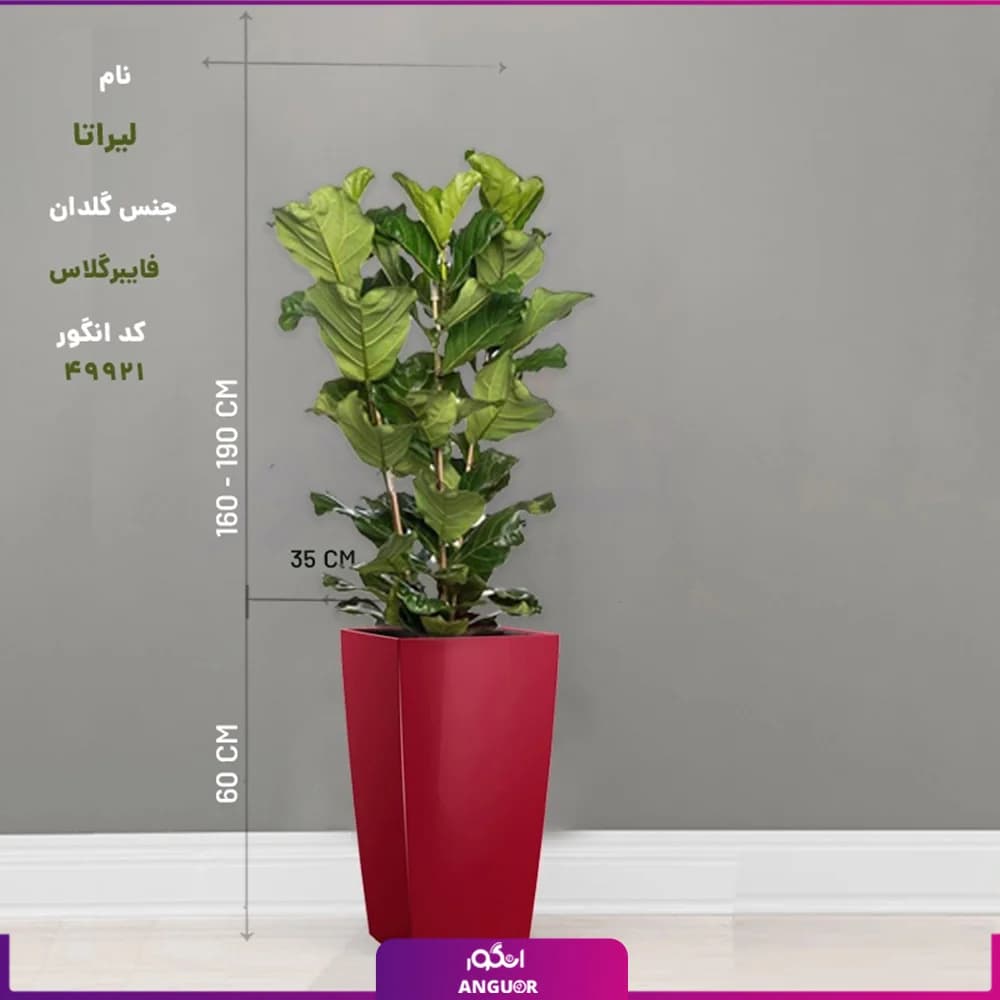 گلدان لوکس فایبر گلاس با فیکوس آفریقایی لیراتا — تصویر ۲
