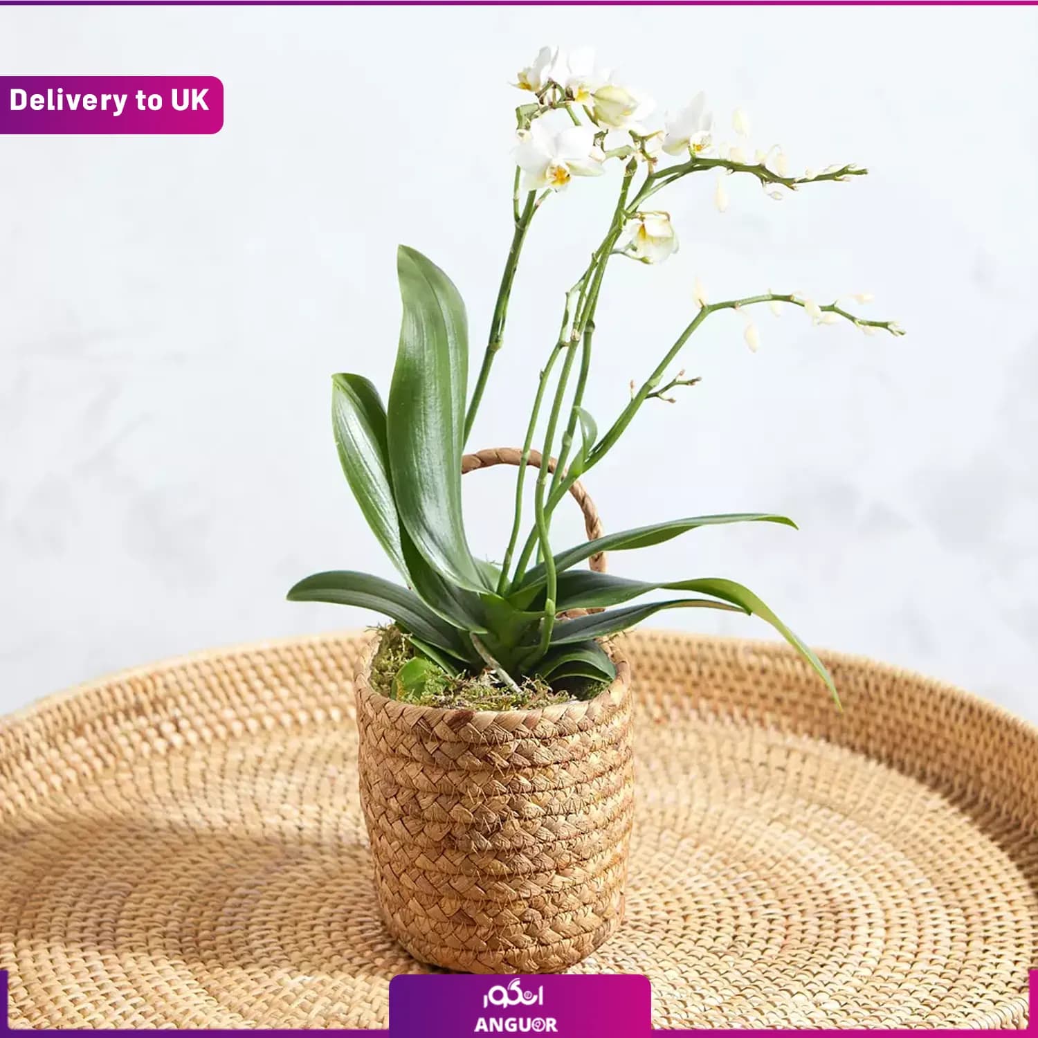 The Jungle Orchid (Delivery to UK)