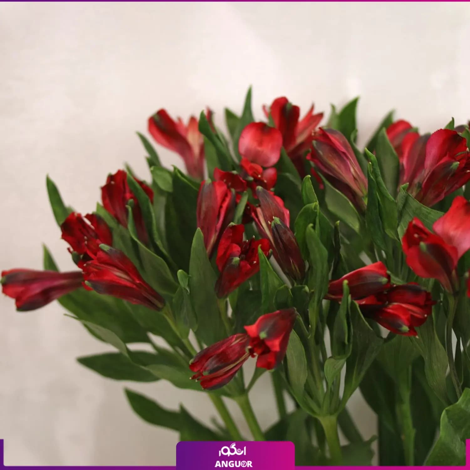 دسته گل آلسترومریا با گلدان شیشه‌ای (رنگبندی) — تصویر ۸