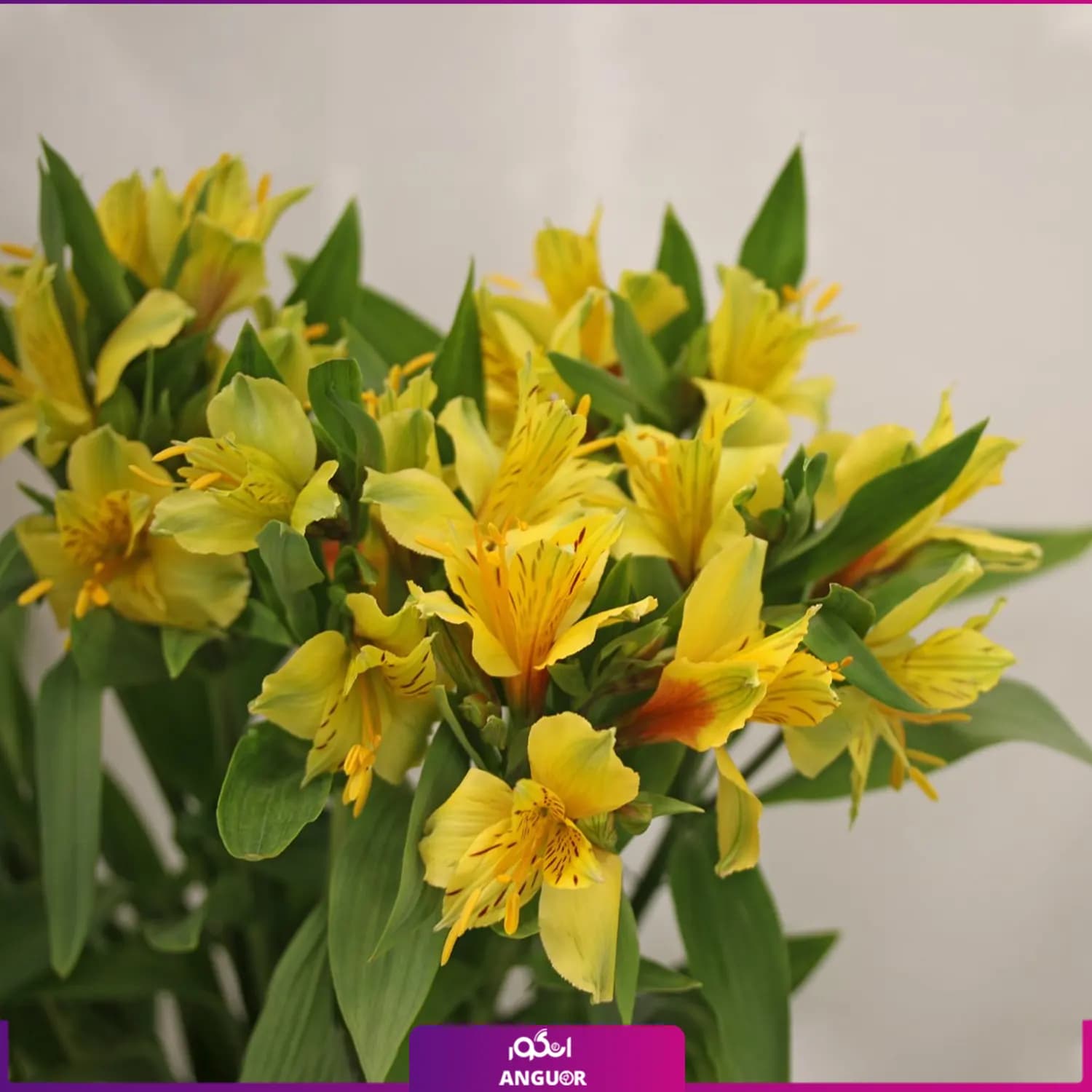 دسته گل آلسترومریا با گلدان شیشه‌ای (رنگبندی) — تصویر ۵