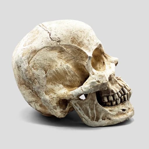 مجسمه جمجمه کامل انسان غول پیکر مدل Huge Skull کد Prv-194 — تصویر ۳
