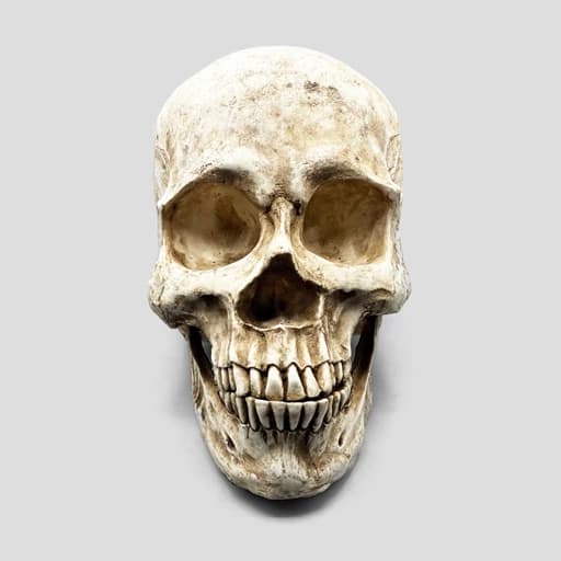 مجسمه جمجمه کامل انسان غول پیکر مدل Huge Skull کد Prv-194 — تصویر ۴