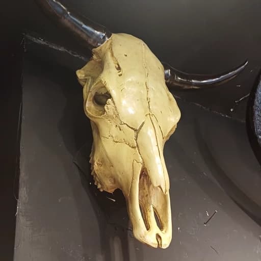 دیوارکوب جمجمه بوفالو سایز بزرگ سنگان(اصل) با طرح های جذاب روی جمجمه — تصویر ۵
