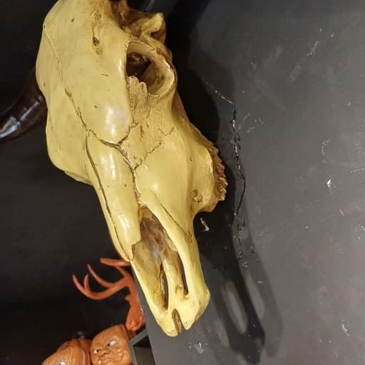 دیوارکوب جمجمه بوفالو سایز بزرگ سنگان(اصل) با طرح های جذاب روی جمجمه — تصویر ۸