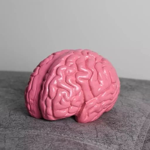 هولدر نگهدارنده کتاب مدل مغز — تصویر ۴