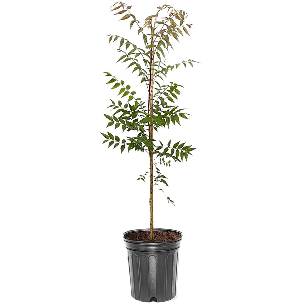 نهال پسته اکبری پایه رویشی UCB1