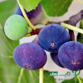 نهال انجیر سیاه — تصویر ۸