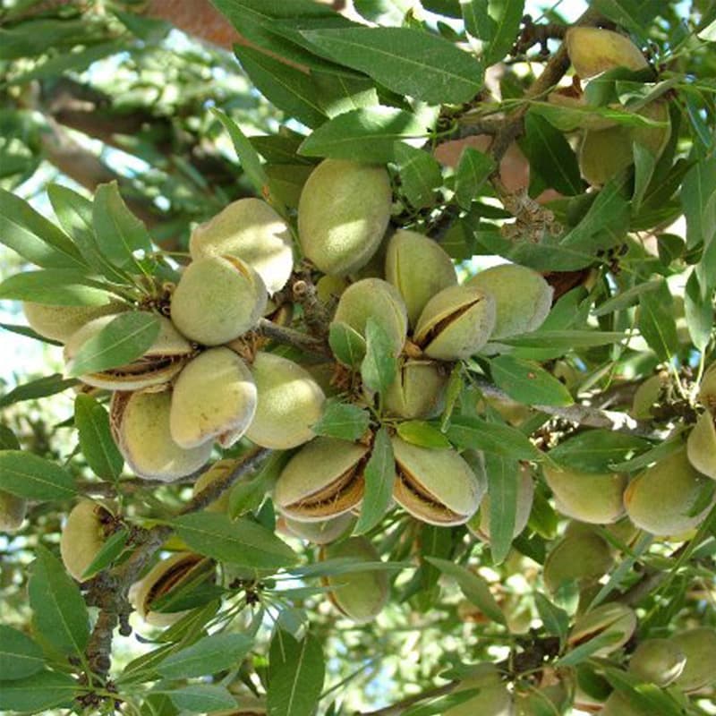 نهال بادام آذر — تصویر ۶