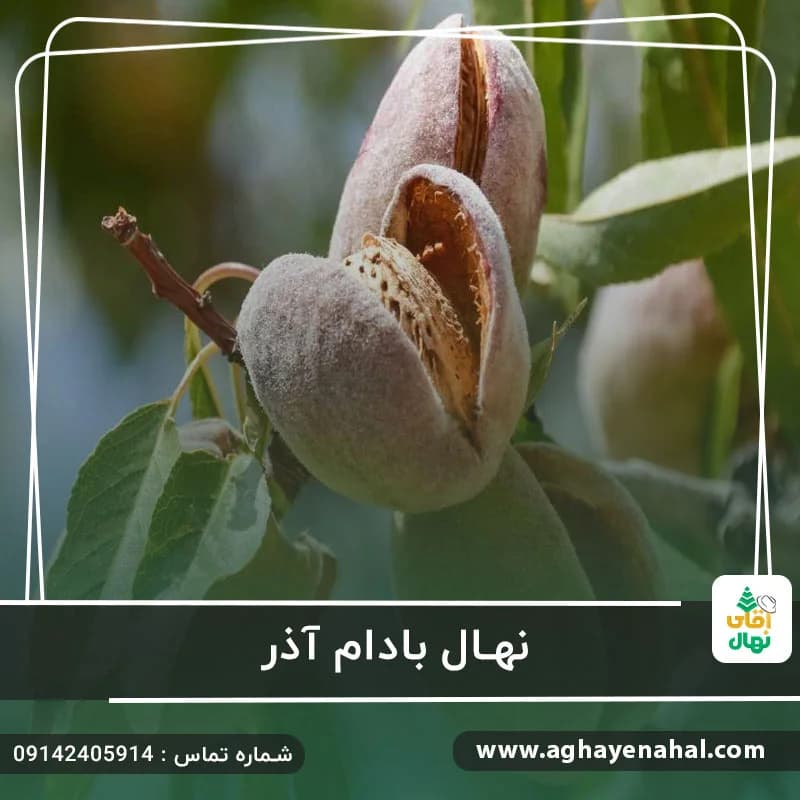 نهال بادام آذر — تصویر ۵