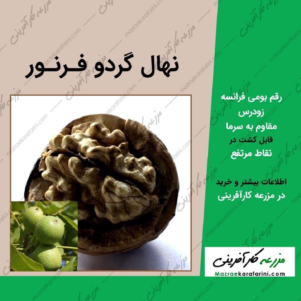 نهال گردو فرنور — تصویر ۸