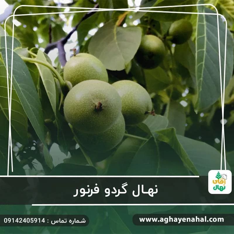 نهال گردو فرنور — تصویر ۱۰