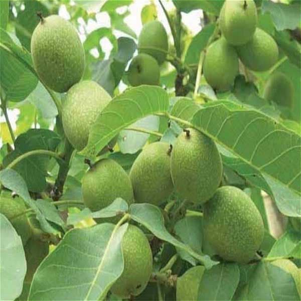 نهال گردو فرانکت — تصویر ۹