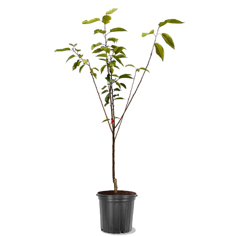 نهال گیلاس استلا پایه رویشی گزیلا