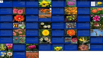 کشت و کار گلهای نشایی اهمیت، جایگاه جغرافیایی، و ملاحظات تولید