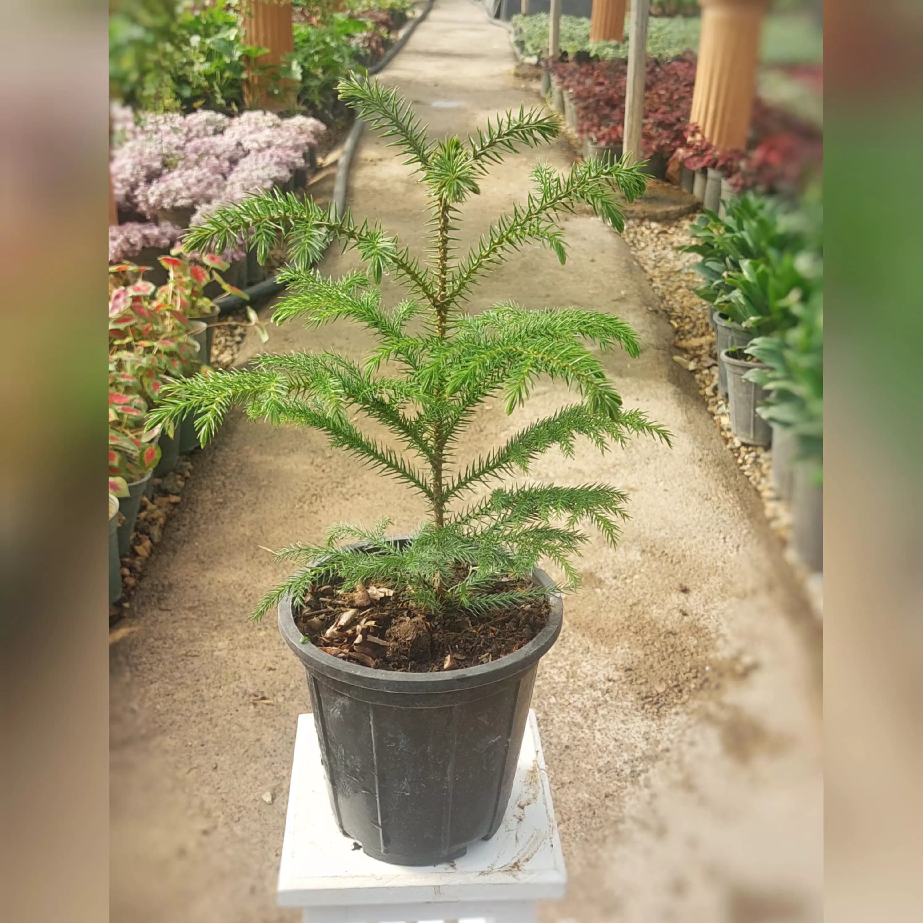 کاج مطبق با کیفیت و مقاوم — تصویر ۲
