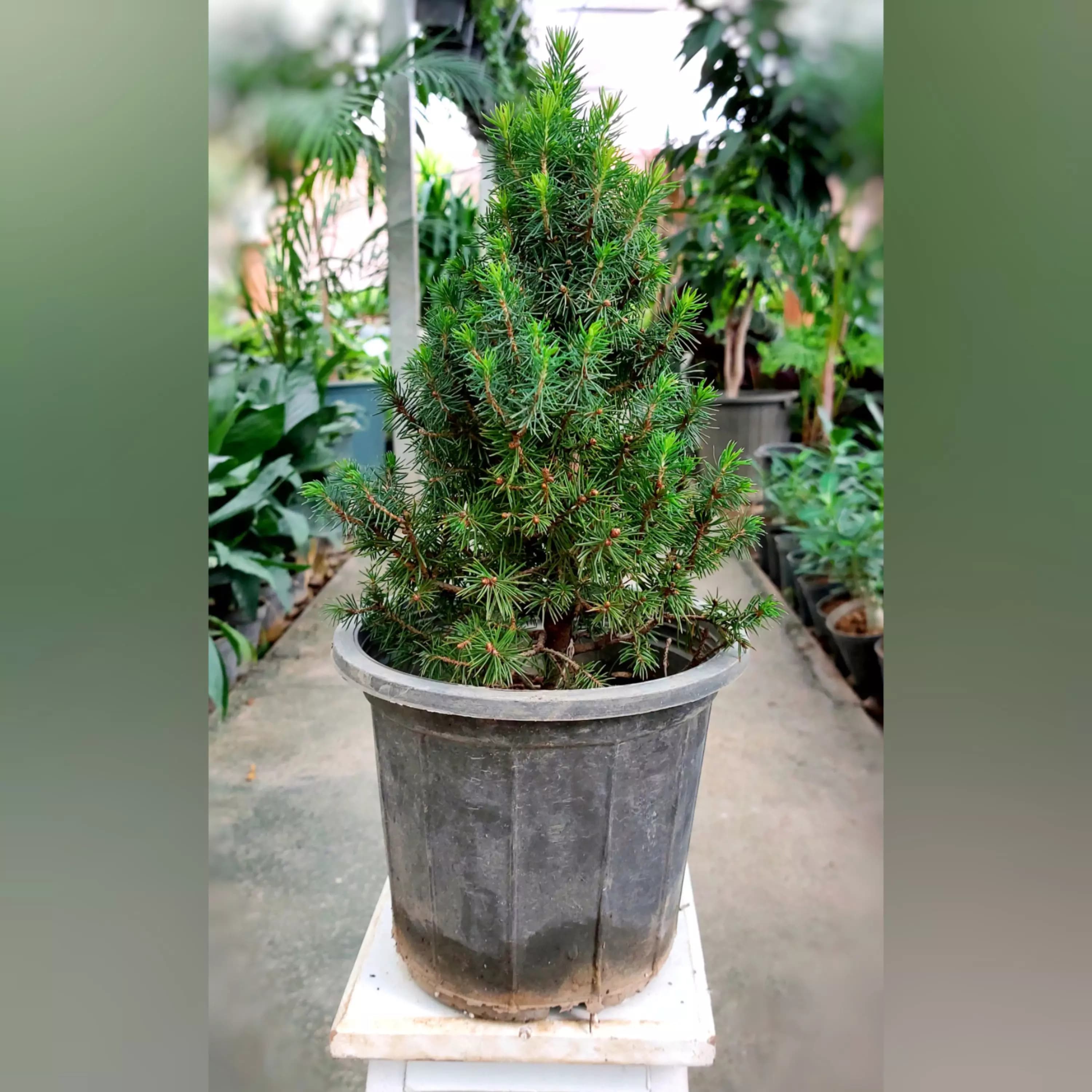 کاج کانیکا گیاهی زیبا و مقاوم سایز کوچک — تصویر ۲