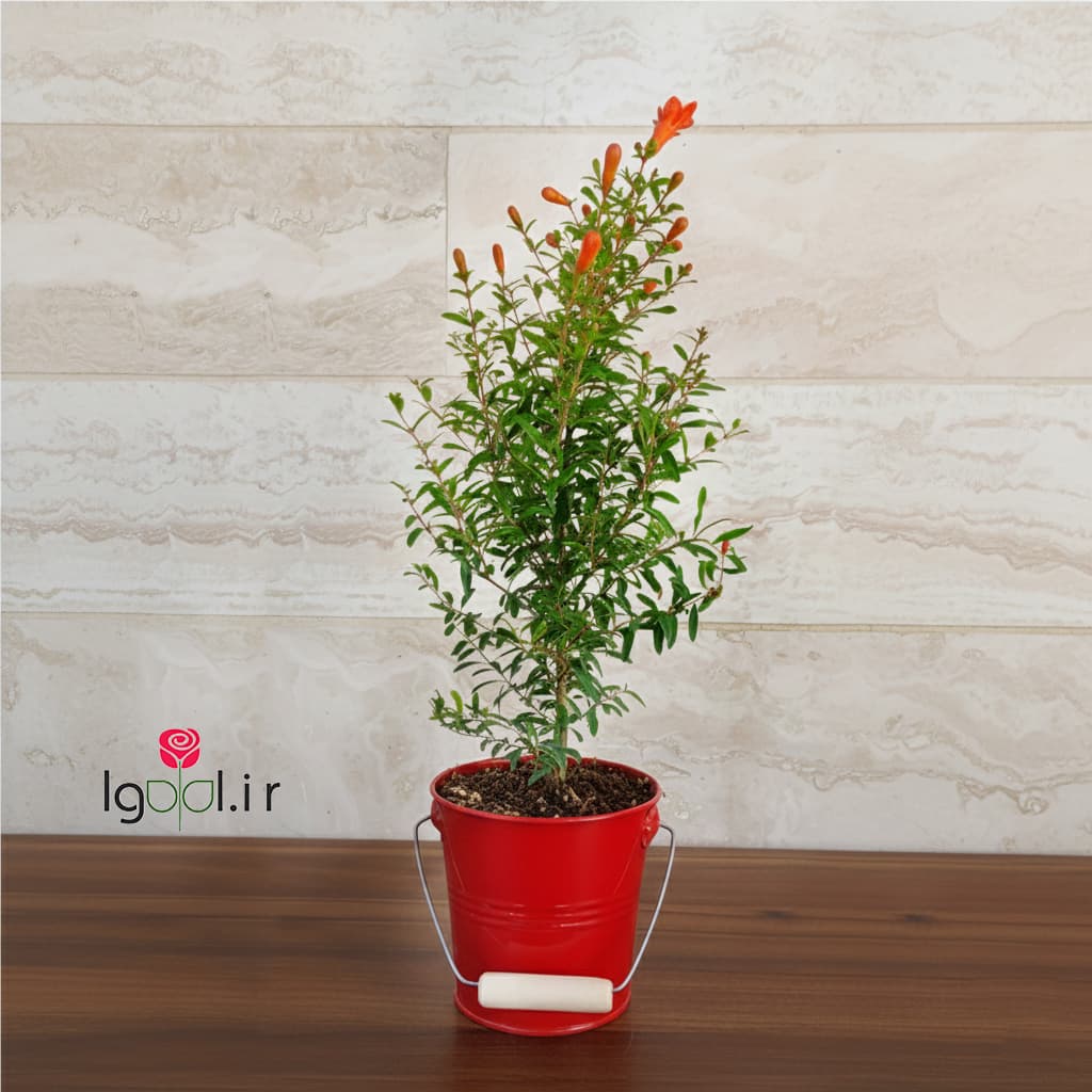 گیاه انار زینتی هدیه شب یلدا