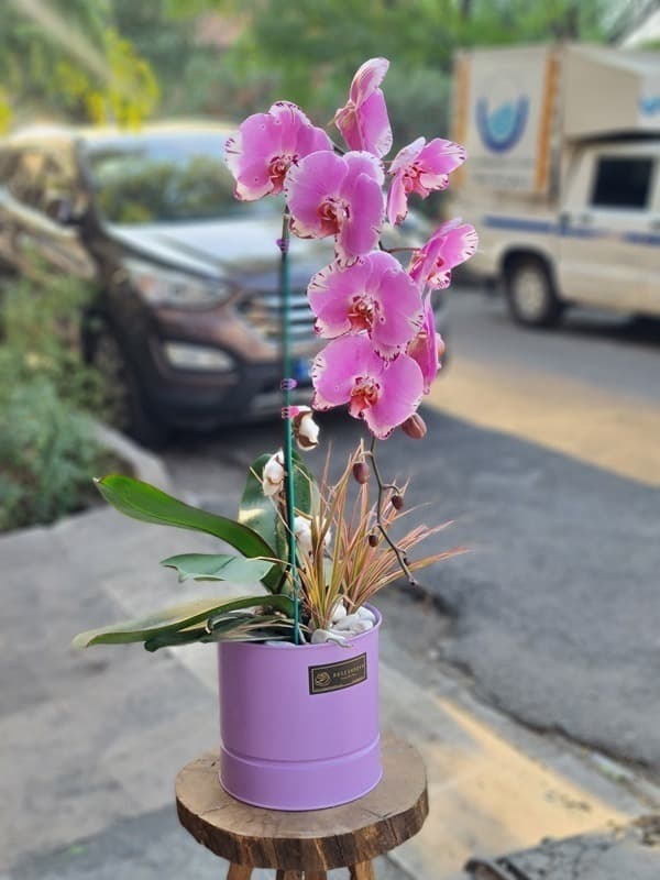 گلدان ارکیده کد 553 – گل فروشی آنلاین رزگاردن — تصویر ۳