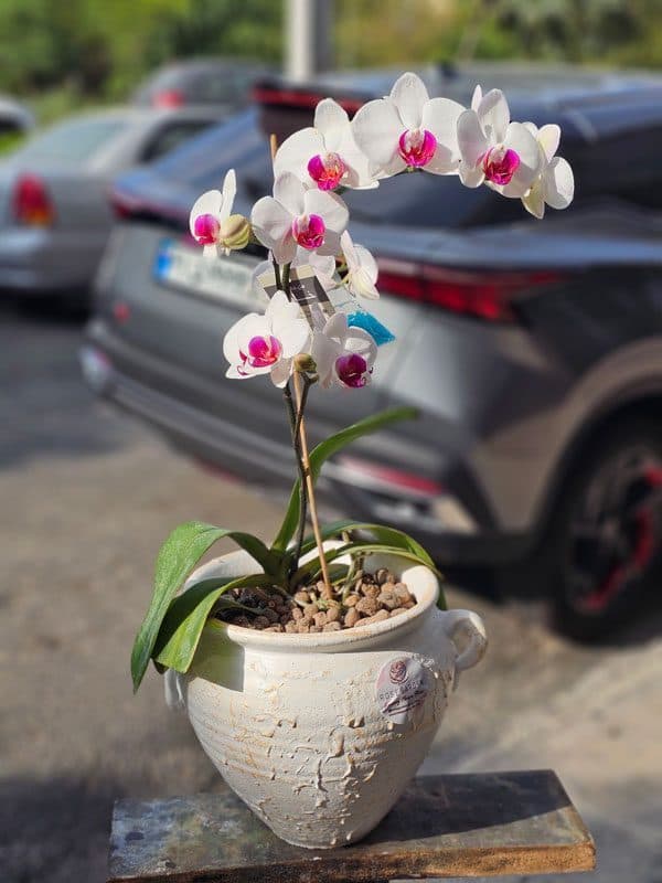 گلدان ارکیده کد 711 –