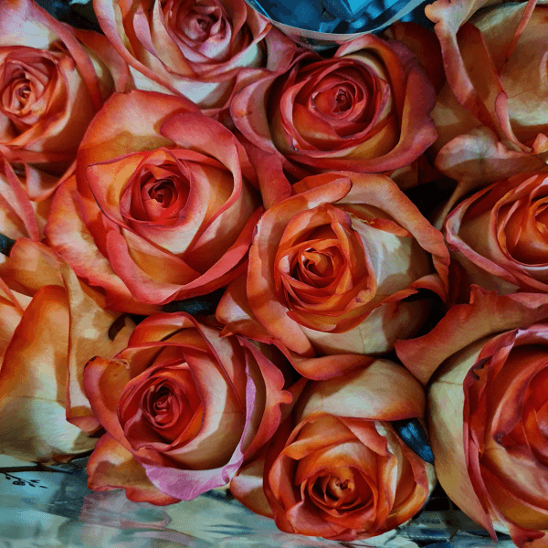 گل رز هلندی گلبهی 8002