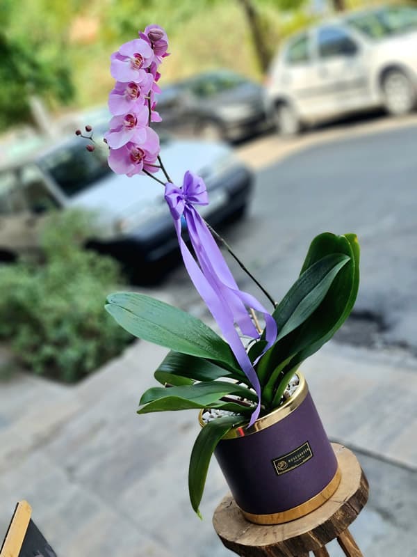 گلدان ارکیده کد C06ED1