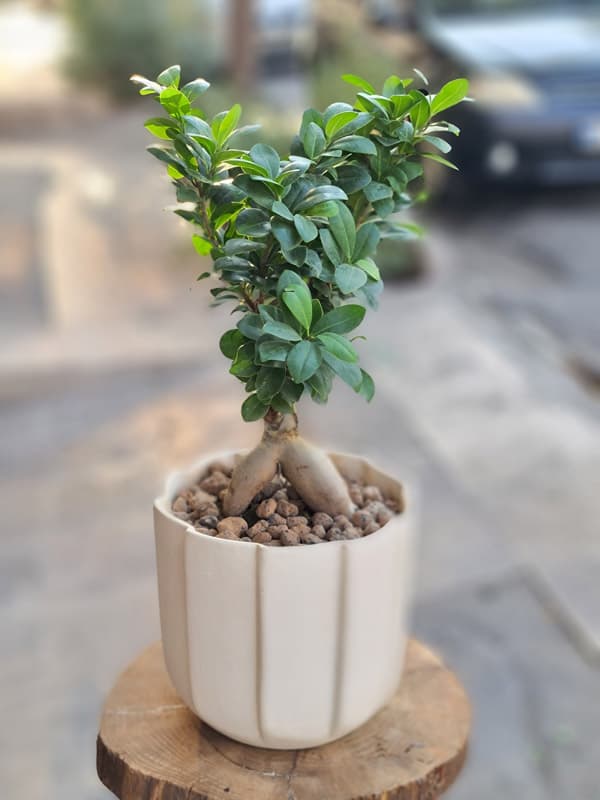 گلدان بونسای شمشاد 528365