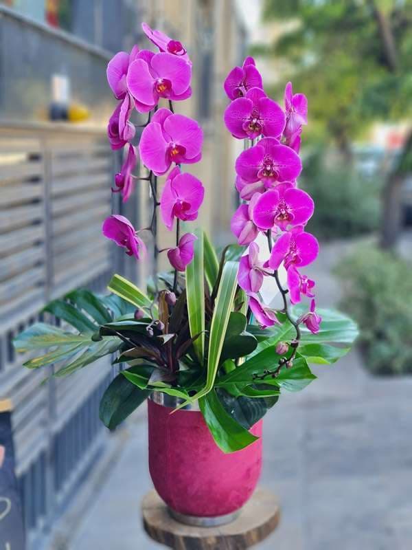 گلدان ارکیده لاکچری 53546F — تصویر ۳