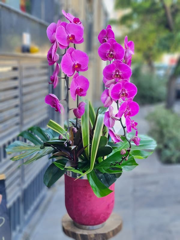 گلدان ارکیده لاکچری 53546F — تصویر ۲