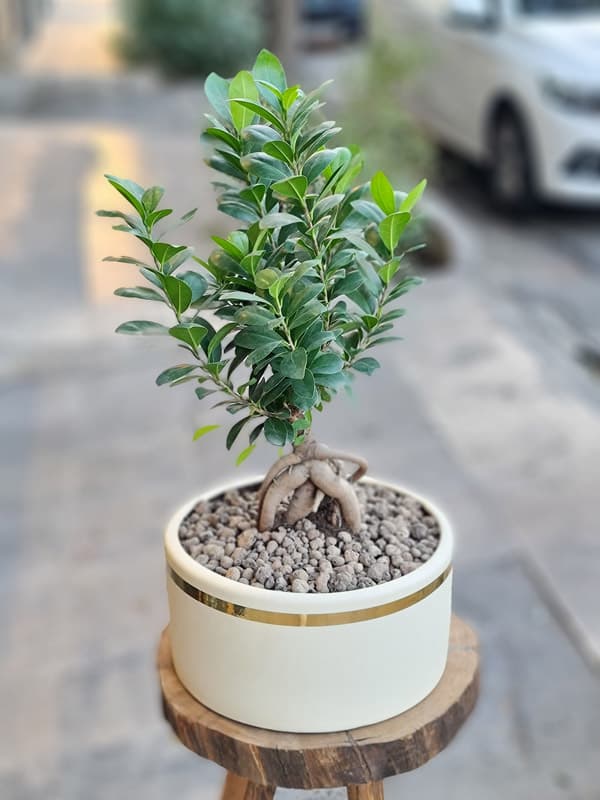 گلدان بونسای شمشاد 8AD8B9 — تصویر ۲
