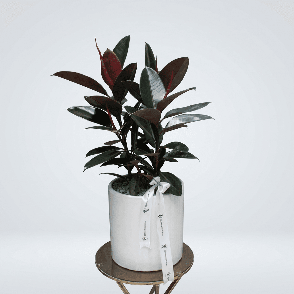 گیاه آپارتمانی فیکوس C1206F