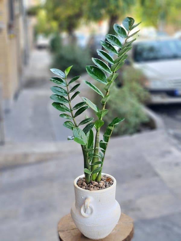 گلدان گیاه زاموفیلیا E81CD6
