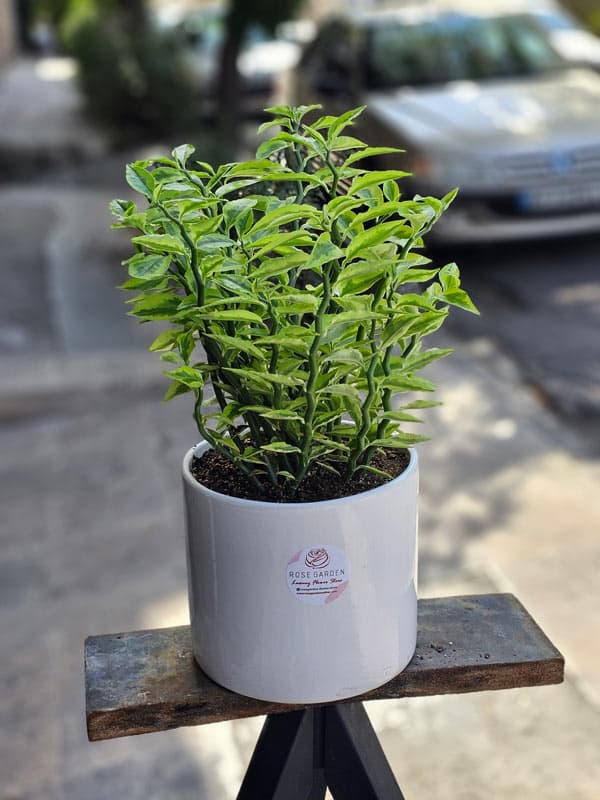 گلدان پدیلانتوس کد 590A1A