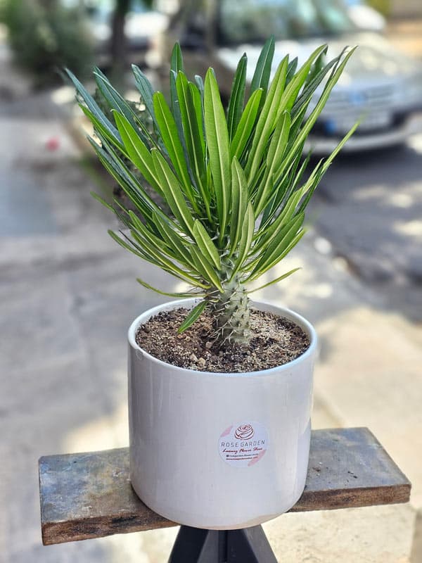 گلدان نخل ماداگاسکار 67EC3B