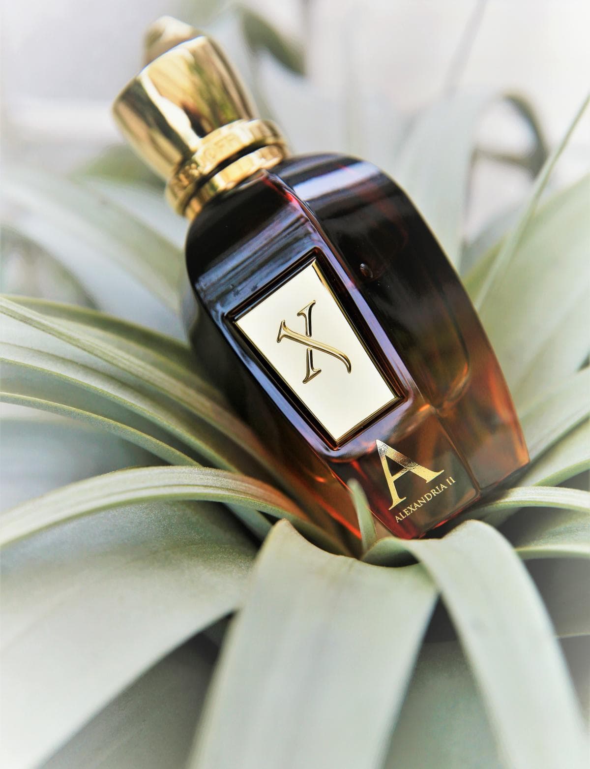 عطر ادکلن زرجف-زرژاف الکساندریا 2 اصل | Xerjoff Alexandria II 100ml — تصویر ۲