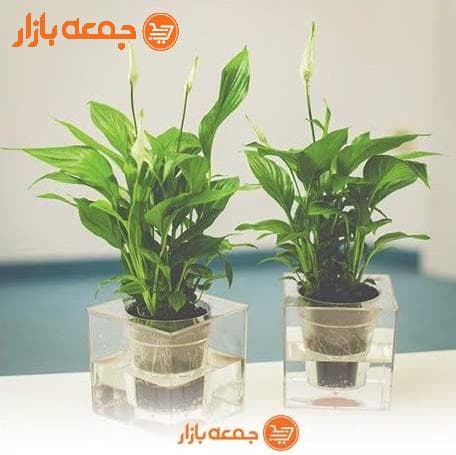 گلدان آکواریوم — تصویر ۹