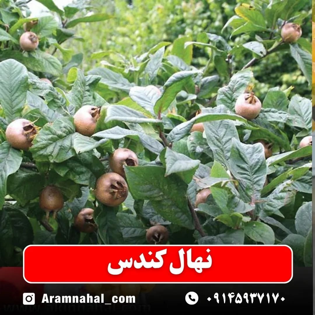 نهال کندس — تصویر ۲
