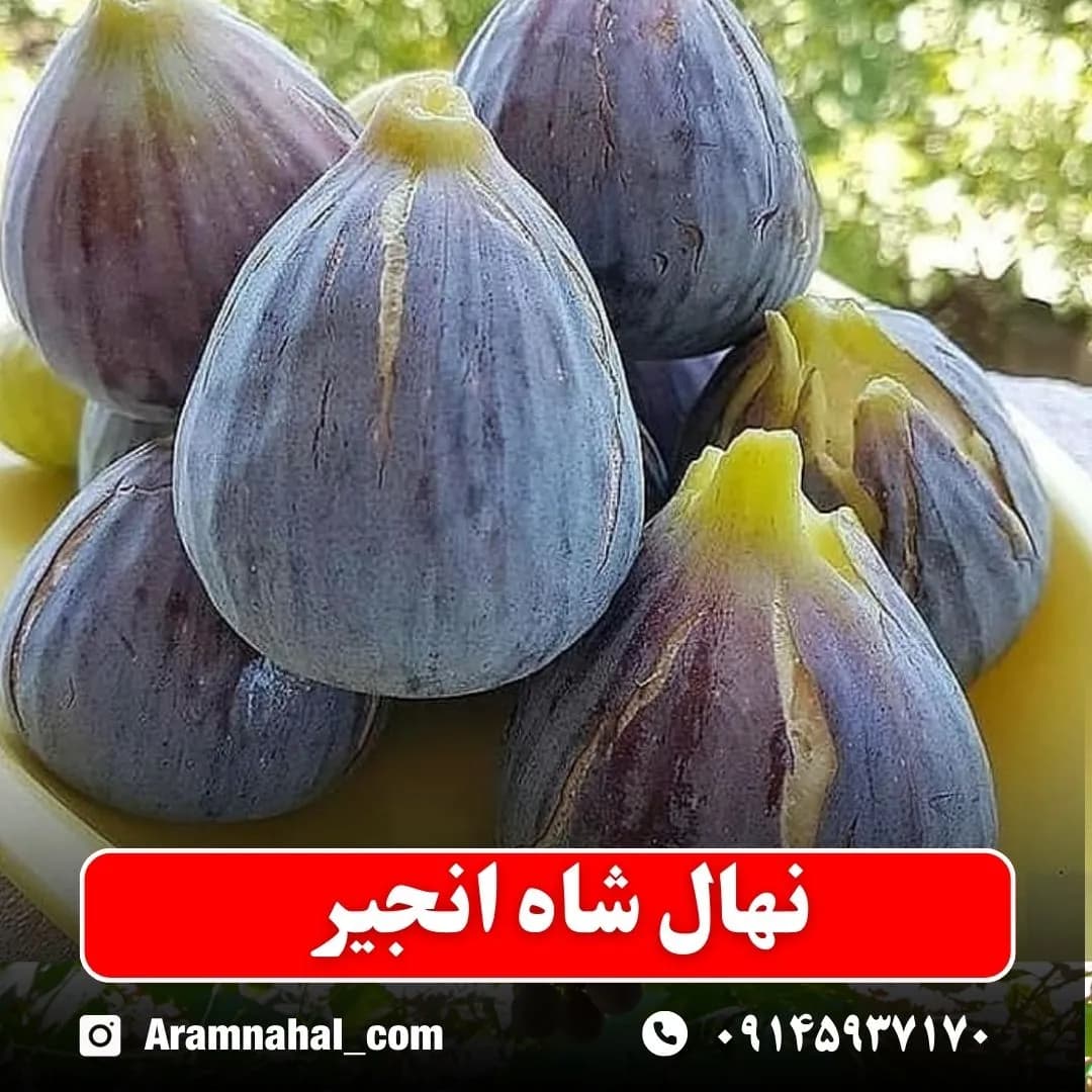 نهال شاه انجیر
