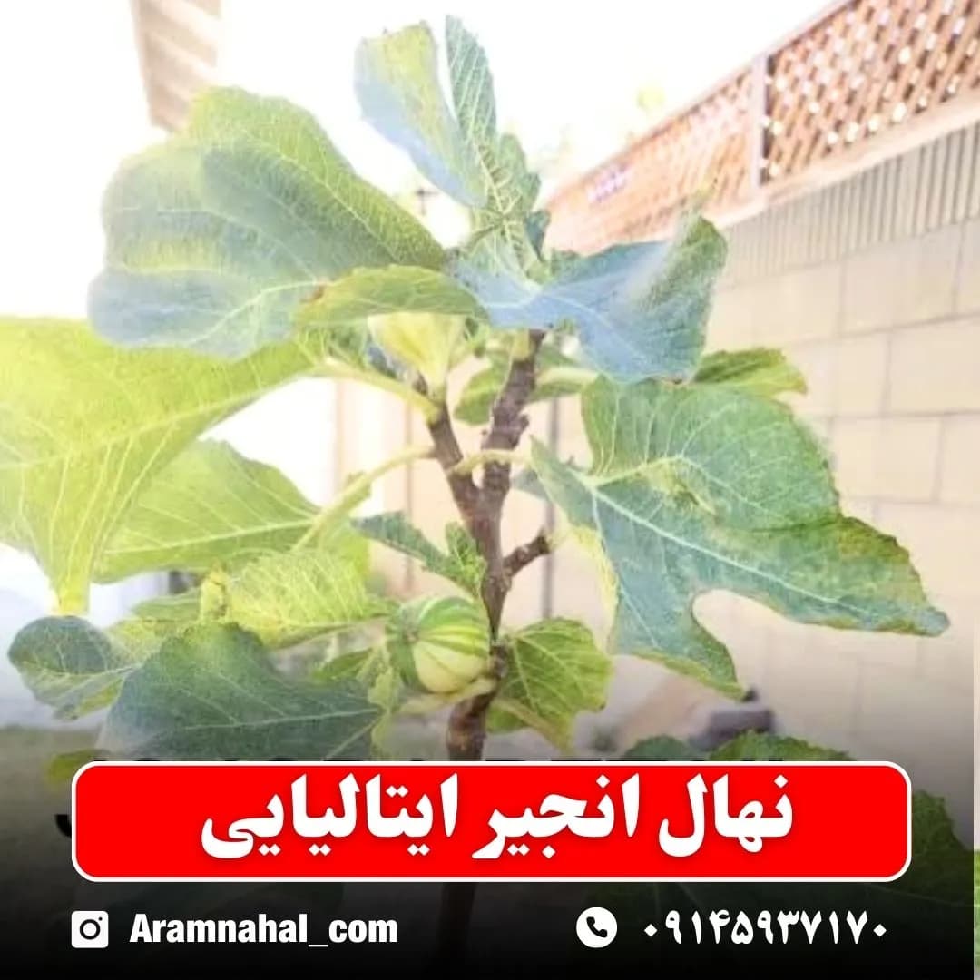 نهال انجیر ایتالیایی — تصویر ۳
