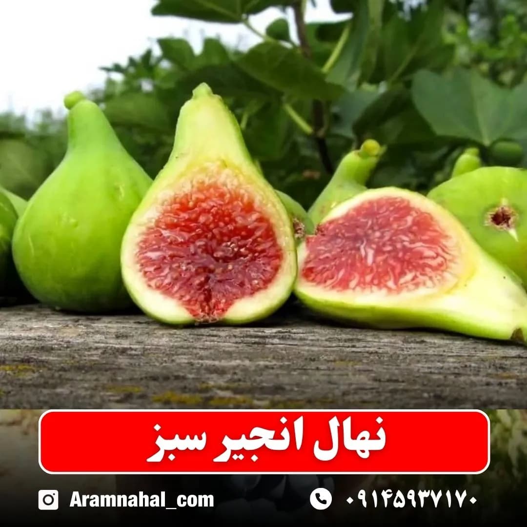 نهال انجیر سبز