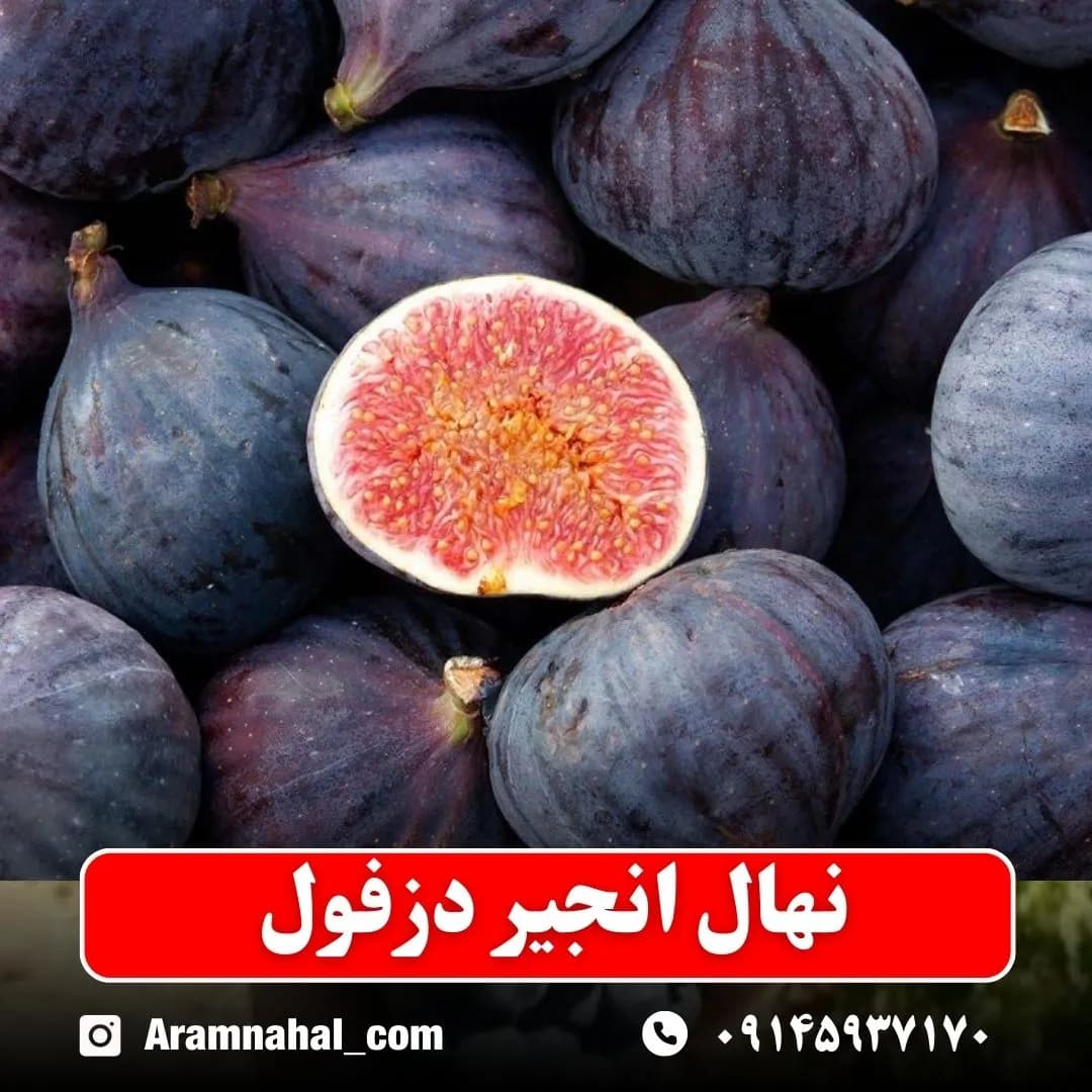 نهال انجیر دزفول