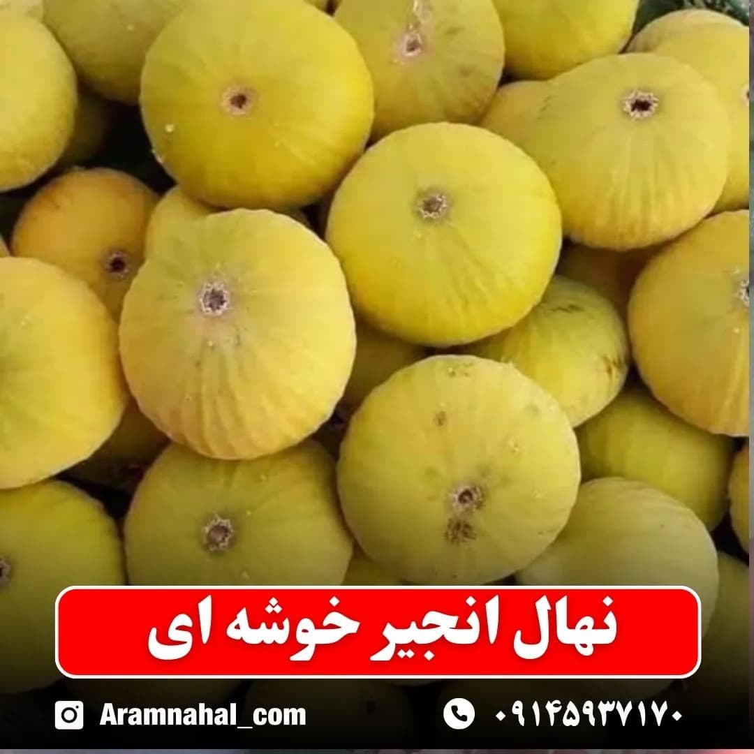 نهال انجیر خوشه ای — تصویر ۲