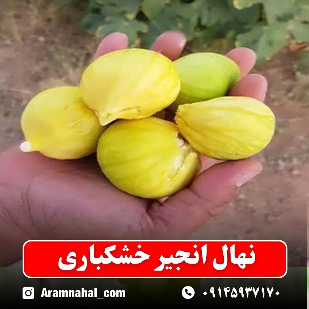 نهال انجیر خشکباری — تصویر ۲