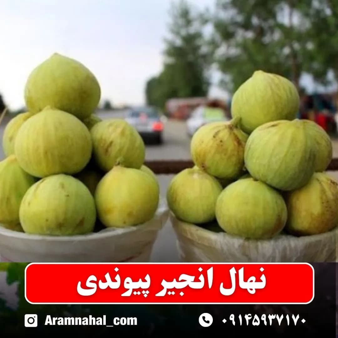 نهال انجیر پیوندی — تصویر ۲