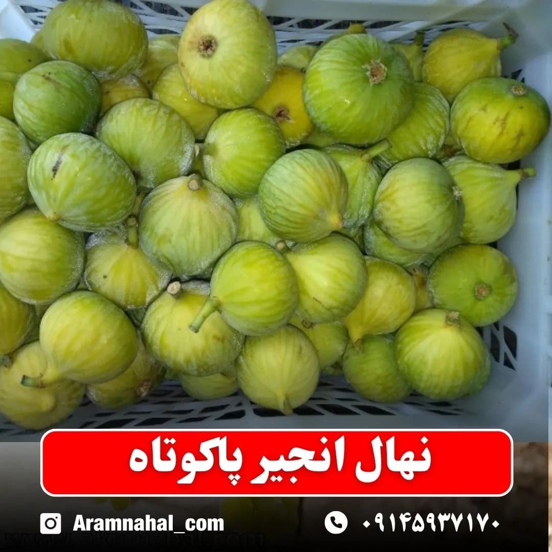 نهال انجیر پاکوتاه — تصویر ۲