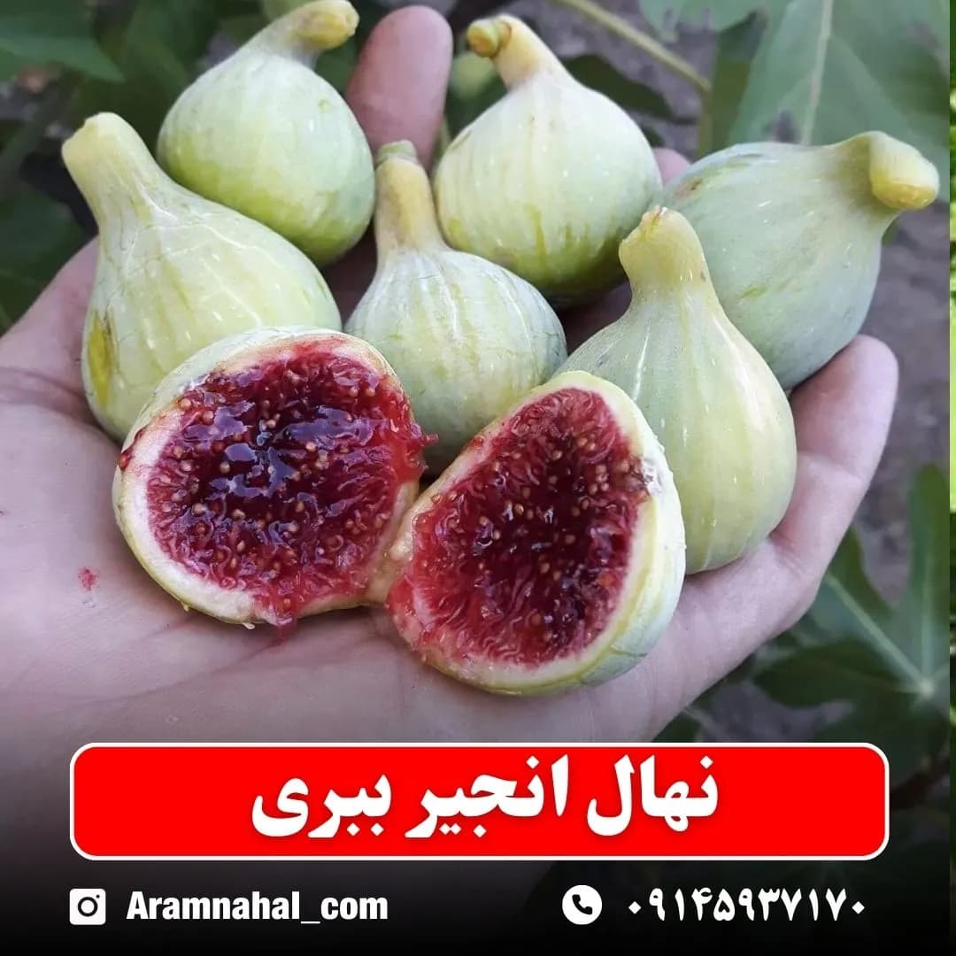 نهال انجیر ببری — تصویر ۲